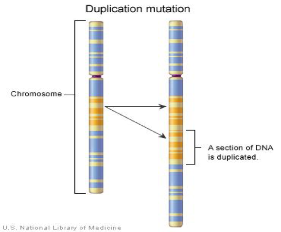 Diagrama que muestra una mutación por inserción en el ADN. Se observa una secuencia original de ADN que codifica el aminoácido histidina repetidamente. Tras la inserción de un solo nucleótido, el marco de lectura cambia, generando una nueva secuencia de aminoácidos (treonina, serina, serina, serina). Esto puede producir una proteína defectuosa.