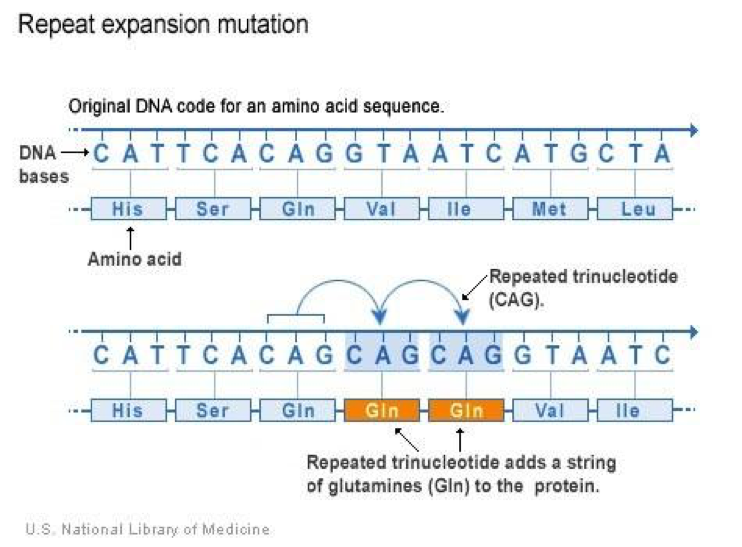 Diagrama que muestra una mutación por inserción en el ADN. Se observa una secuencia original de ADN que codifica el aminoácido histidina repetidamente. Tras la inserción de un solo nucleótido, el marco de lectura cambia, generando una nueva secuencia de aminoácidos (treonina, serina, serina, serina). Esto puede producir una proteína defectuosa.
