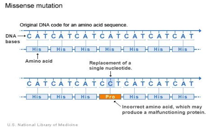 Diagrama que muestra una mutación de tipo missense en el ADN. La secuencia original de ADN codifica para el aminoácido histidina (His). Una mutación reemplaza un solo nucleótido, cambiando un codón y provocando la sustitución de histidina por prolina (Pro). Esto puede generar una proteína defectuosa o con una función alterada.