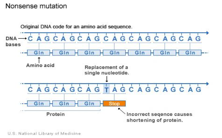 Diagrama que ilustra una mutación sin sentido en el ADN. La secuencia original de ADN codifica para el aminoácido glutamina (Gln). Una mutación reemplaza un nucleótido, generando un codón de parada prematuro (Stop). Esto provoca una proteína truncada y probablemente no funcional.